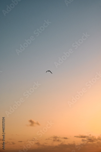 Bird in flight during dawn. © badahos