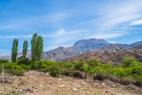 Atmospheric green landscape with tree in mountains. A close-standing group of green poplars trees on a plateau against the backdrop of Caucasian mountains with a blue sky