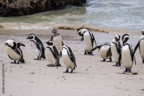 Penguins in Simons Town, Western Cape, South Africa