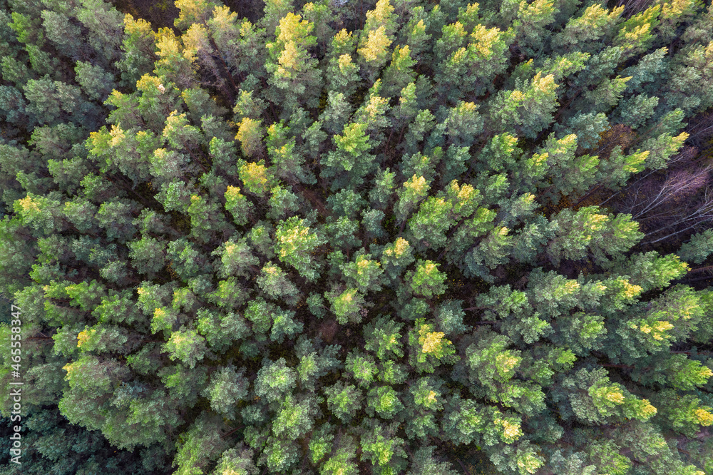 Directly above aerial drone full frame shot of green emerald pine forests and yellow foliage groves with beautiful texture of treetops. Beautiful fall season scenery. Mountains in autumn golden colors Directly above aerial drone full frame shot of green emerald pine forests and yellow foliage groves with beautiful texture of treetops. Beautiful fall season scenery. Mountains in autumn golden colors