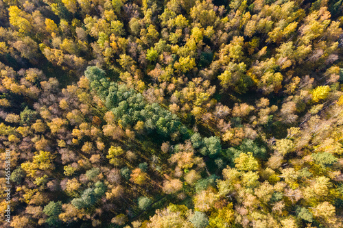 Aerial photo of the autumn forest. Warm rays of the sun over the trees and lots of beautiful foliage.