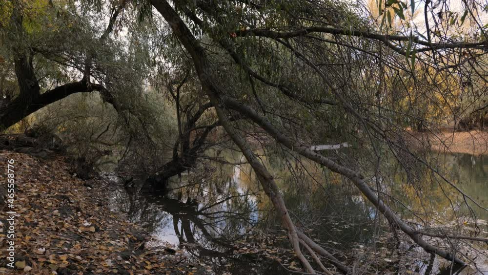 Autumn forest in the Dniester delta. On the banks of the canals there are old trees. Dniester delta (Ukraine). Autumn forest in the Dniester delta. On the banks of the canals there are old trees. Dniester delta (Ukraine).