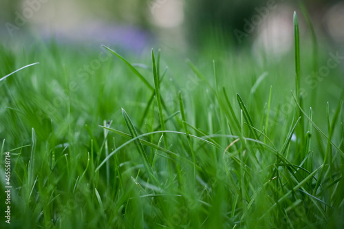young green grass in the morning light, close-up