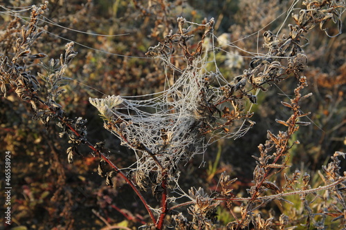 Frosty white spiderweb on plants in early morning in the fields of Lithuania