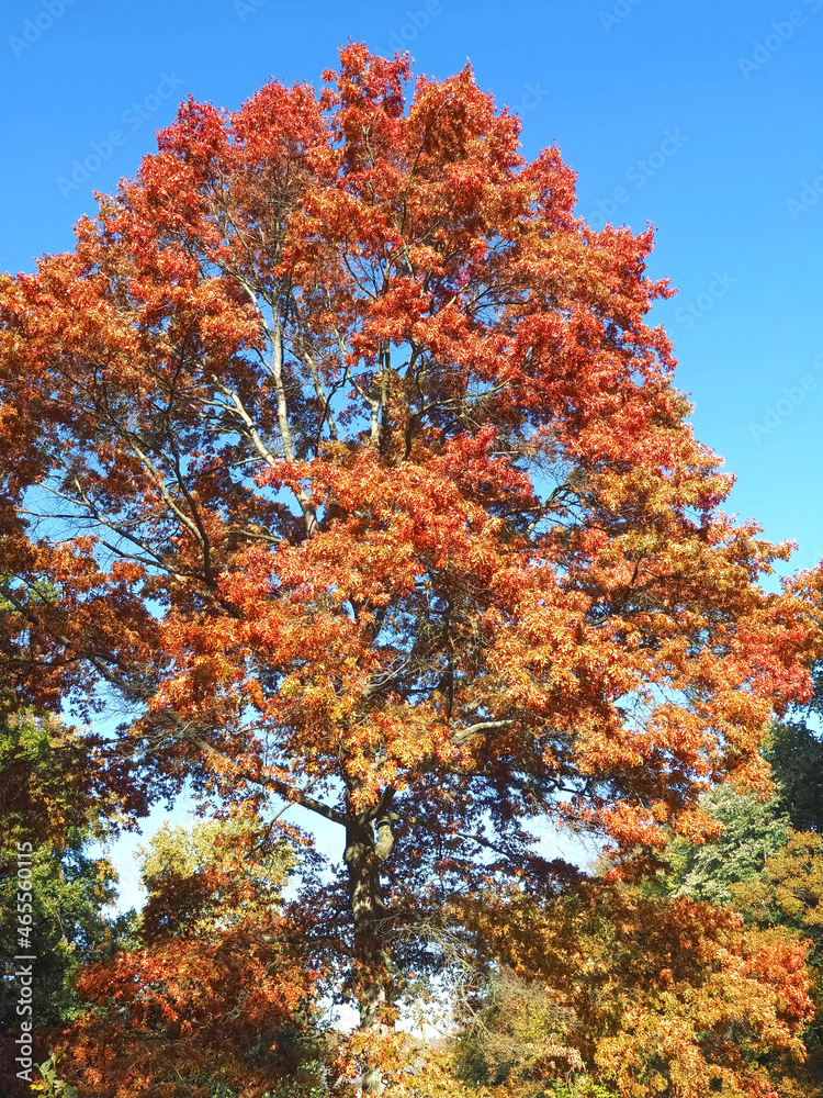 Colors of autumn fall: Red scarlet oak tree Querus Coccinea Colors of autumn fall: Red scarlet oak tree Querus Coccinea
