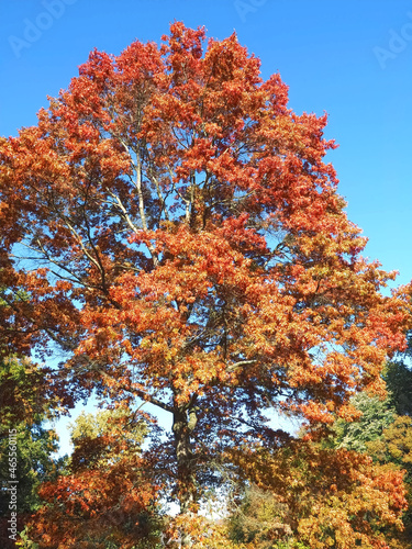 Colors of autumn fall: Red scarlet oak tree Querus Coccinea