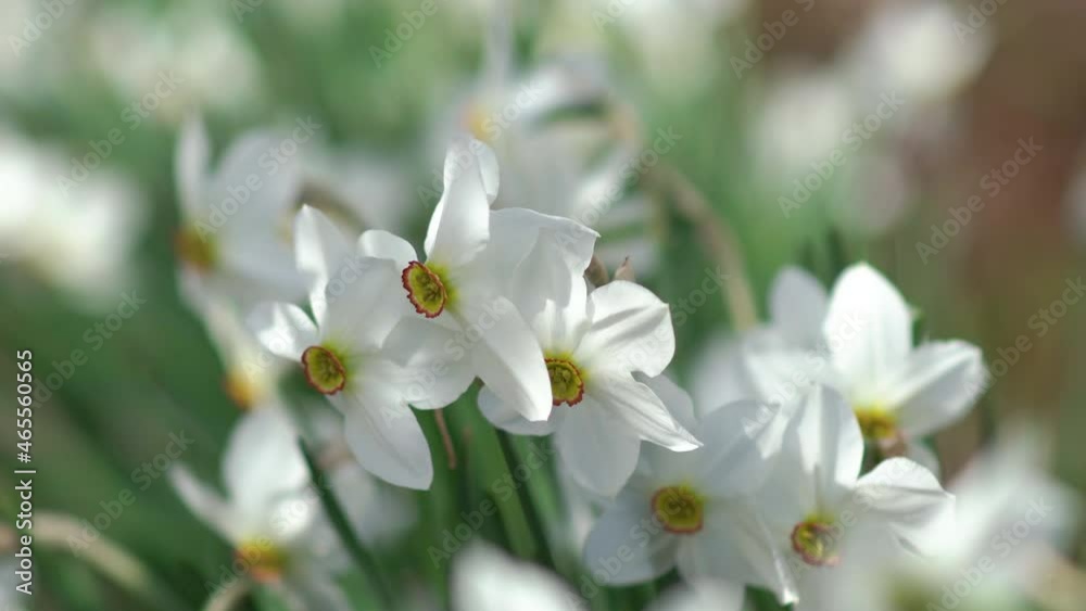 white narcissus flowers,spring flowers bloom in the garden white narcissus flowers,spring flowers bloom in the garden