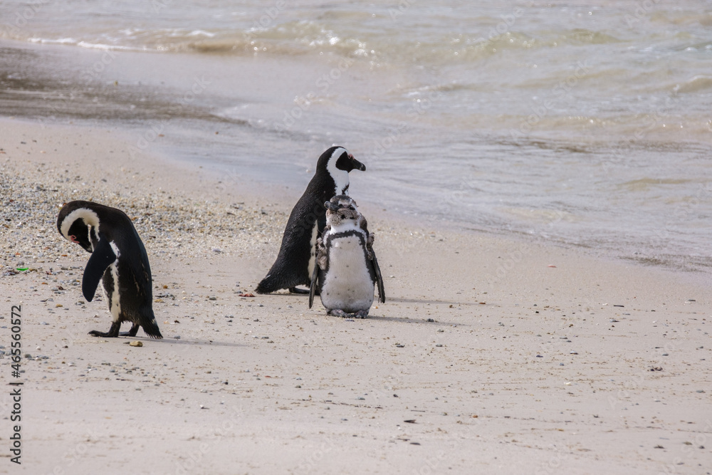Fototapeta premium Penguins in Simons Town, Western Cape, South Africa. Boulders beach.