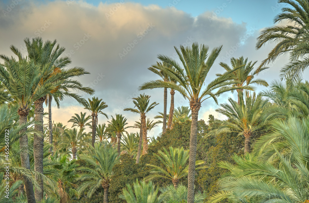 Palmeral of Elche, Spain, HDR Image Palmeral of Elche, Spain, HDR Image