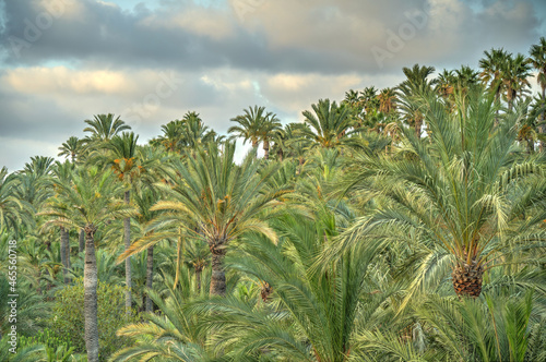 Palmeral of Elche  Spain  HDR Image