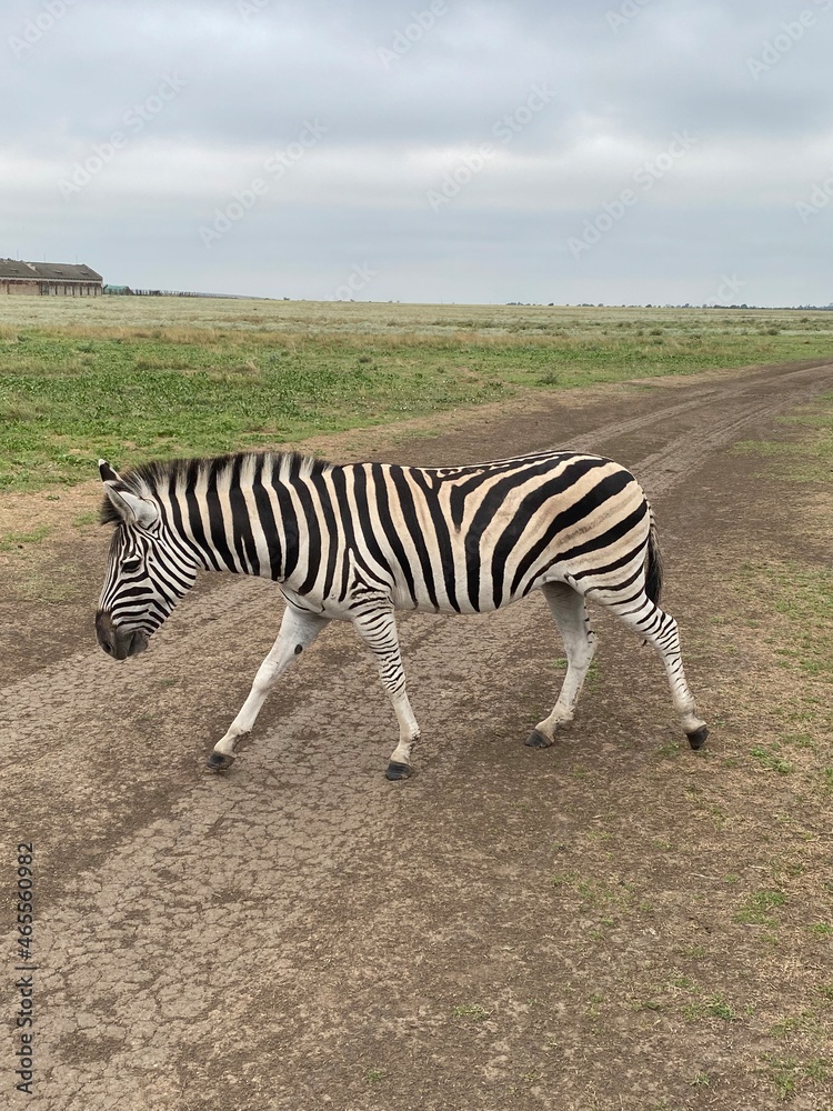 Obraz premium Zebra