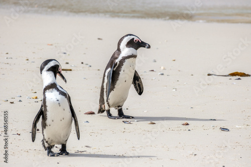 Penguins in Simons Town, Western Cape, South Africa. Boulders beach.