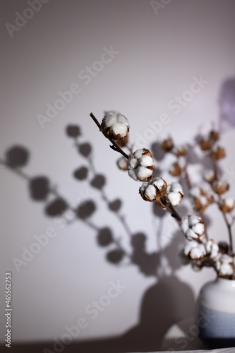 Dry cotton inflorescences on a light background in the interior shot with hard sunlight.