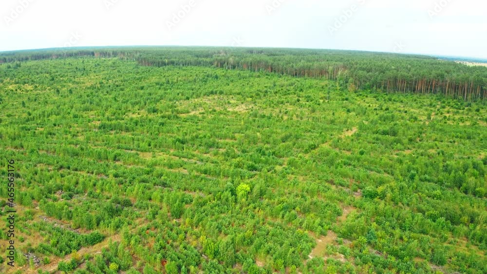 4K Young Planted Forest Growing In Deforestation Area. Elevated View Green Fresh Forest Landscape. Top View Aerial View Of Forest Landscape In Summer Day 4K Young Planted Forest Growing In Deforestation Area. Elevated View Green Fresh Forest Landscape. Top View Aerial View Of Forest Landscape In Summer Day