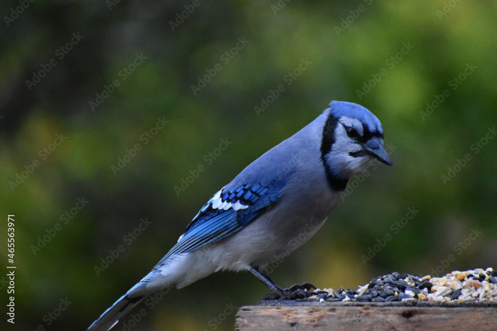 A blue jay at the bird feeder