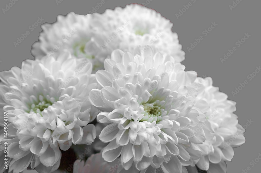 Bouquet of white chrysanthemums isolate on a gray background close-up. Bouquet of white chrysanthemums isolate on a gray background close-up.