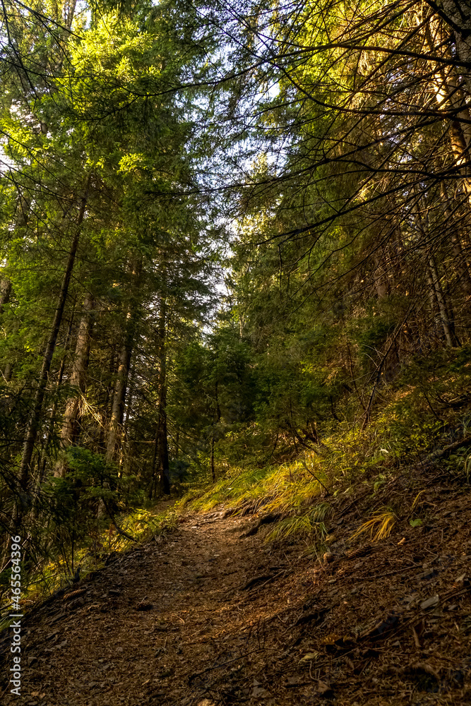 Autumn in Carpathians
