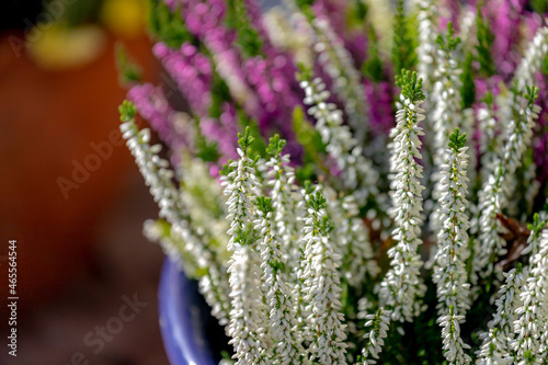 Selective focus bush of white purple flowers Calluna vulgaris (heath, ling or simply heather) is the sole species in the genus Calluna in the flowering plant family Ericaceae, Nature floral background