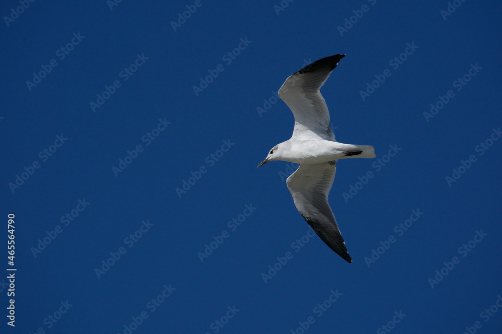 seagull in flight