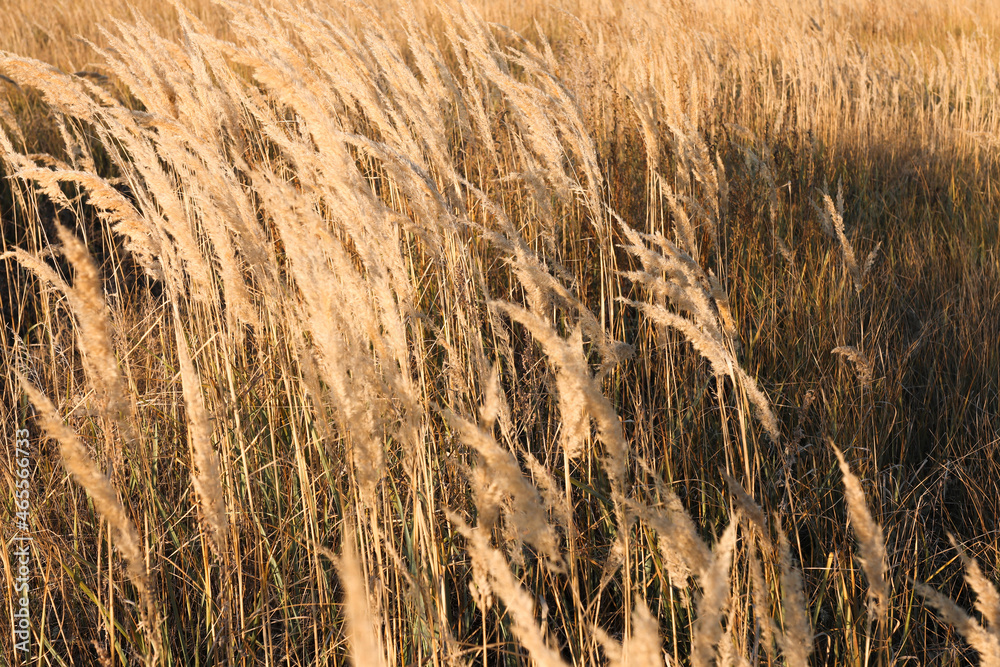 Fototapeta premium Dry pampas grass outdoors in the field is driven by the wind. Autumn composition with brown flowers.