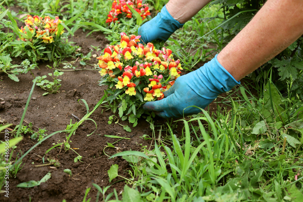 A farmer weeds a garden bed and a flower garden, collects weeds from a flower bed in the garden A farmer weeds a garden bed and a flower garden, collects weeds from a flower bed in the garden