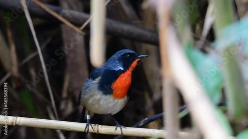 Seen perched on a bamboo while chirping inside the thick of the grass, Firethroat, Calliope pectardens, Near Threatened, North of Thailand, Thailand photo