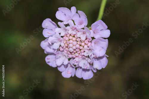 natural centaurea nigrescens flower photo photo