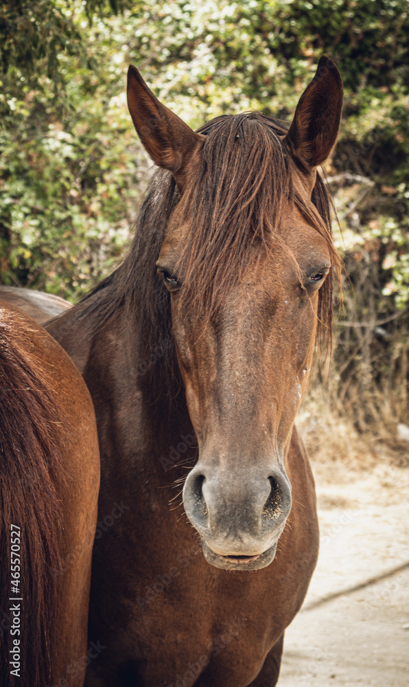 wild horse wild horse
