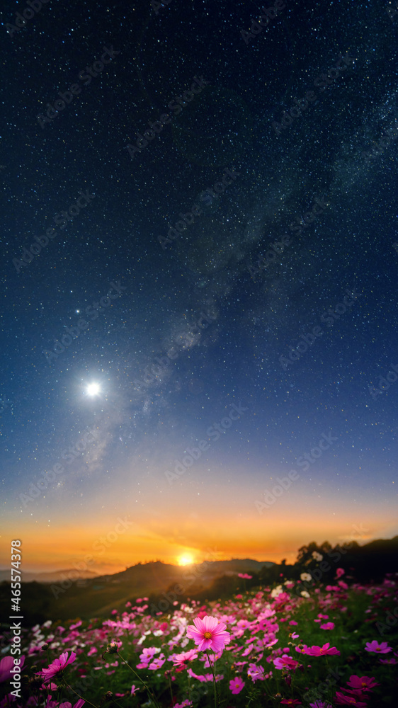 landscape of cosmos flower field at dawn in starry sky with milky way background