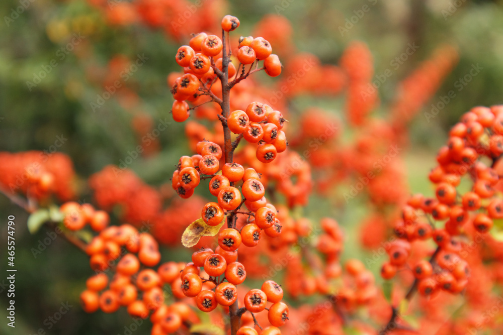 Firethorn or Pyracantha, decorative garden bush with bright orange berries. Close up of Pyracantha orange berries in autumn, selective focus. Firethorn or Pyracantha, decorative garden bush with bright orange berries. Close up of Pyracantha orange berries in autumn, selective focus.
