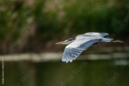 Grey heron flying over water