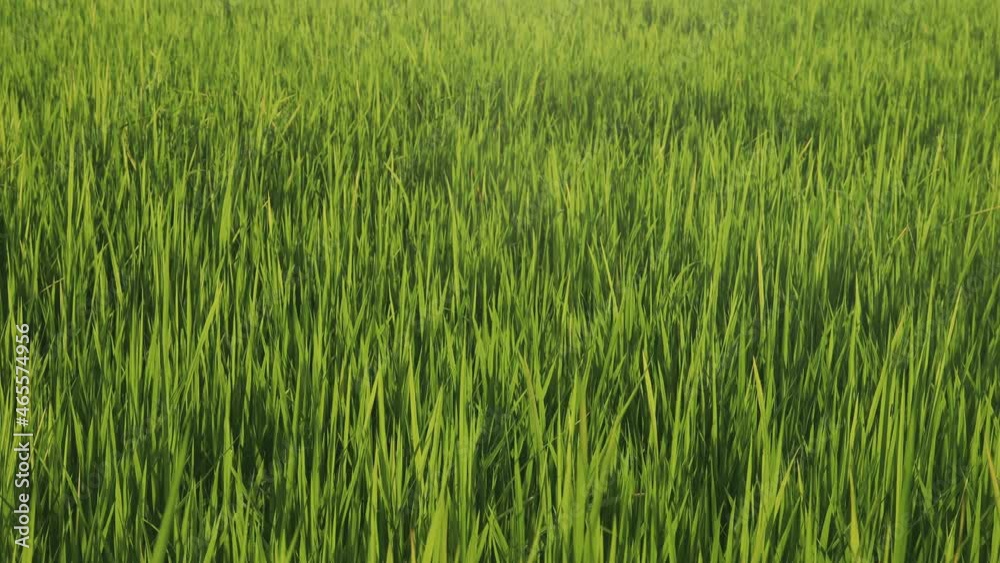 landscape of green field of rice plantation rural background landscape of green field of rice plantation rural background