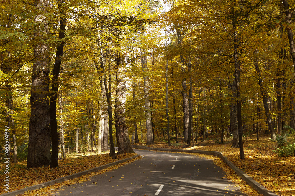 Obraz premium Winding road passing through the autumn forest. Empty forest road, littered with autumn leaves.