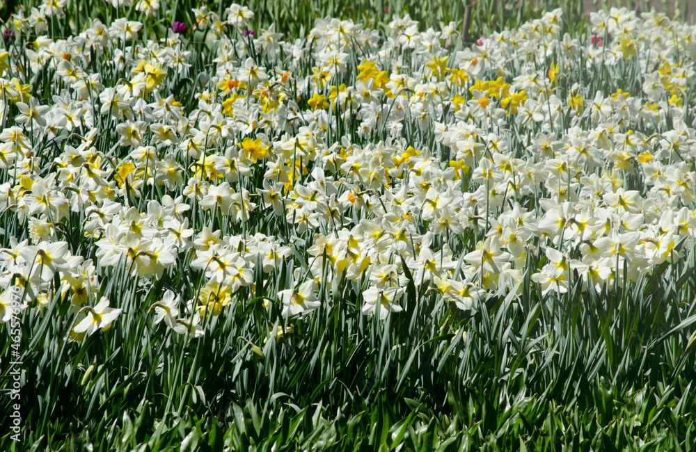 Fototapeta premium flowers, daffodils in the field