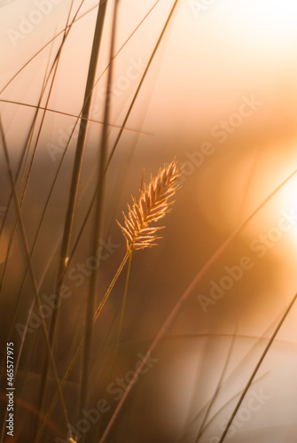 Morning meadow at dawn.
Glowing plants in the morning light.