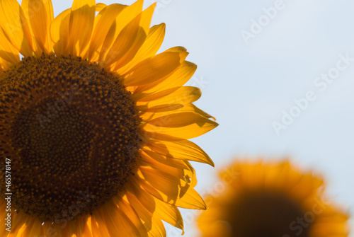 Bright yellow blooming sunflowers in summer