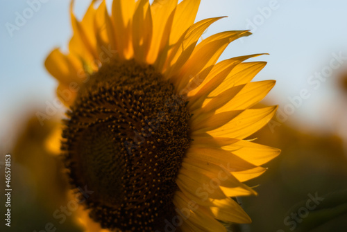 Bright yellow blooming sunflowers in summer
