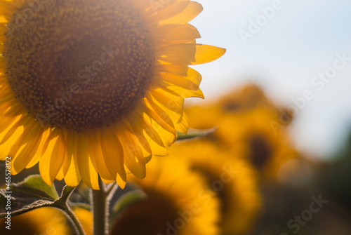 Bright yellow blooming sunflowers in summer