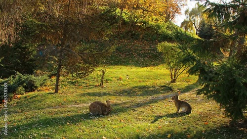 Autumn landscape with wild rabbits.