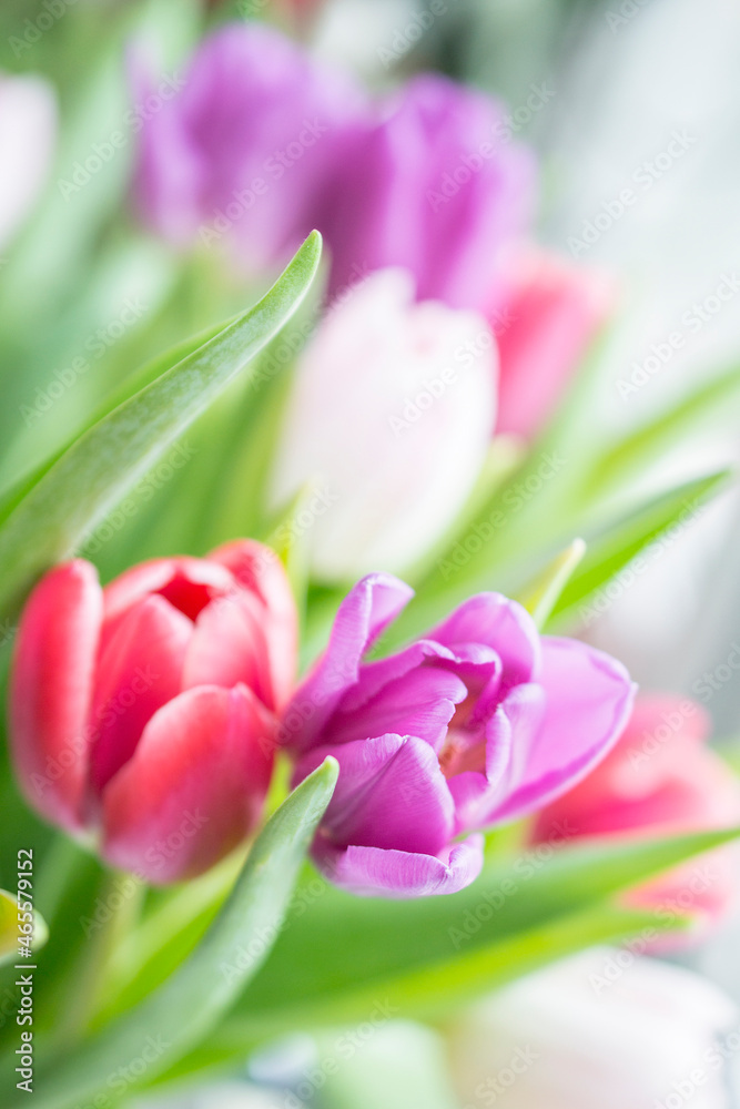 beautiful white purple and red pink tulips in a vertical postcard with bokeh and a space for the text, shallow depth of field close-up beautiful white purple and red pink tulips in a vertical postcard with bokeh and a space for the text, shallow depth of field close-up