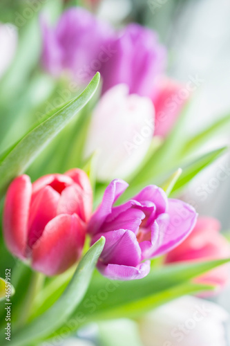 beautiful white purple and red pink tulips in a vertical postcard with bokeh and a space for the text  shallow depth of field close-up