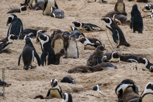 A family of South African penguins
