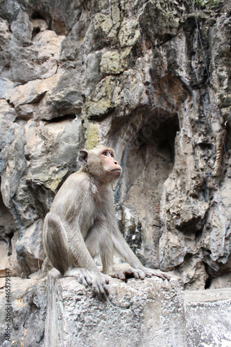 Adult monkey sits on the rock in the park.