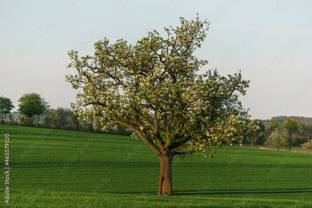 Blooming apple tree on a agricultural field at spring time in golden sunlight, Eifel, Germany Blooming apple tree on a agricultural field at spring time in golden sunlight, Eifel, Germany