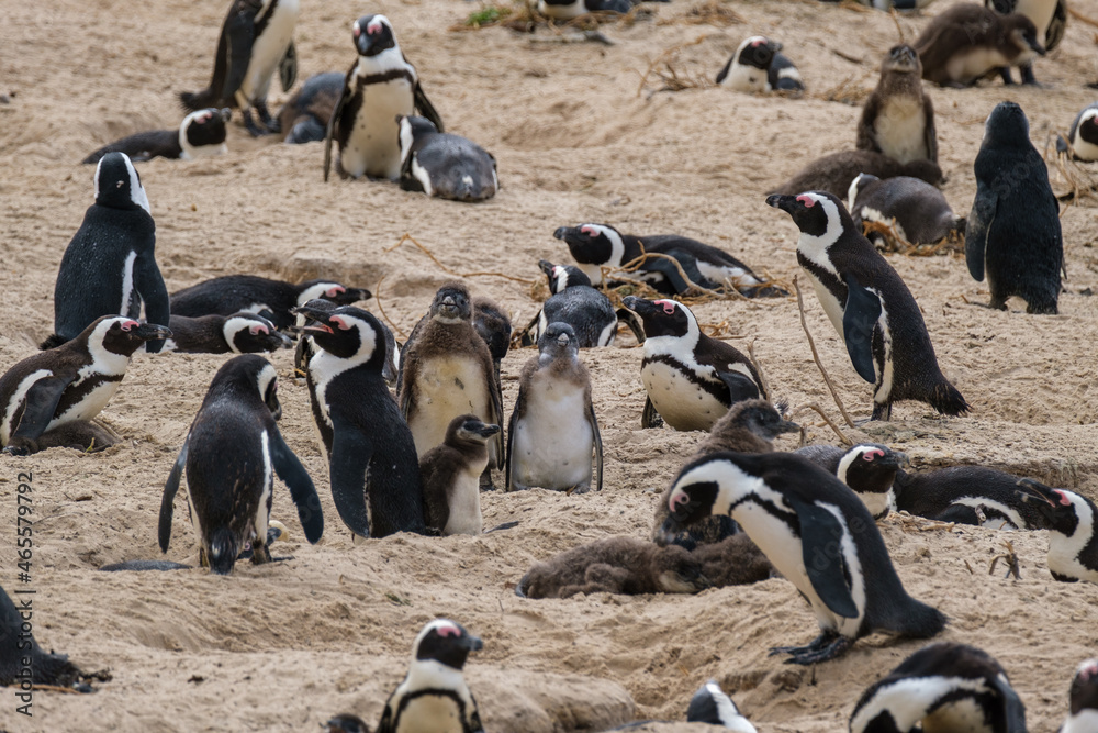 Obraz premium A family of South African penguins