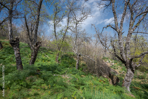 Ash tree forest in the Bosque de La Herreria, a Natural Park in the municipality of San Lorenzo de El Escorial, province of Madrid, Spain