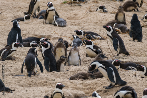 A family of South African penguins