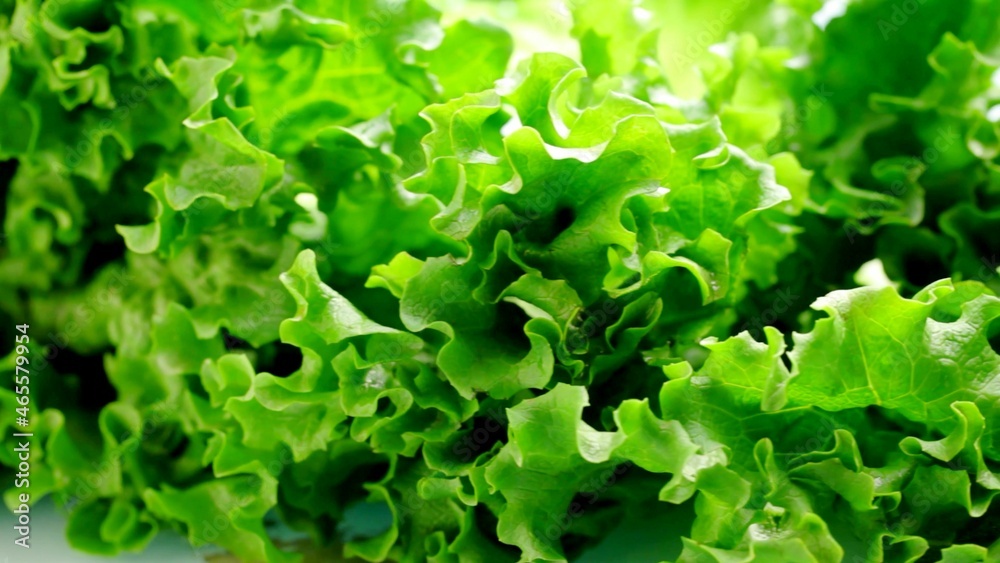 A focus on a lettuce A focus on a lettuce