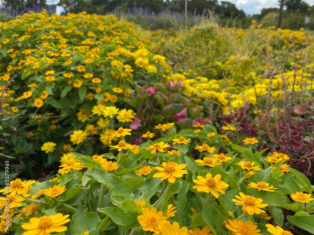 field of flowers
