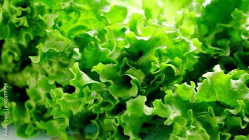A focus on a lettuce